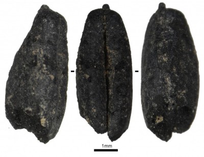 Figure 6. Neolithic hulled wheat grain from Hacı Elamxanlı Tepe.
